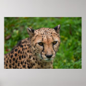 Geparden Poster (Vorne)