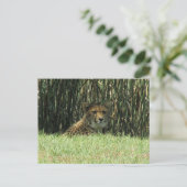 Geparden Postkarte (Stehend Vorderseite)