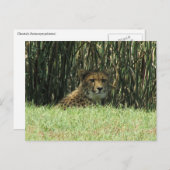 Geparden Postkarte (Vorne/Hinten)