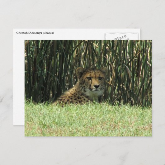 Geparden Postkarte (Vorne/Hinten)