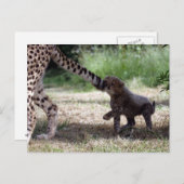 Geparden Postkarte (Vorne/Hinten)