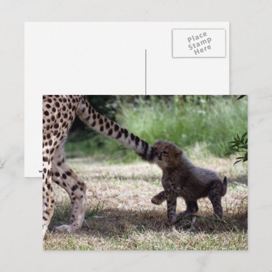 Geparden Postkarte (Vorne/Hinten)
