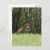 Geparden Postkarte (Vorne/Hinten)