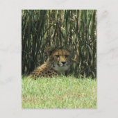 Geparden Postkarte (Vorderseite)