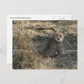Geparden Postkarte (Vorne/Hinten)