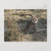 Geparden Postkarte (Vorderseite)
