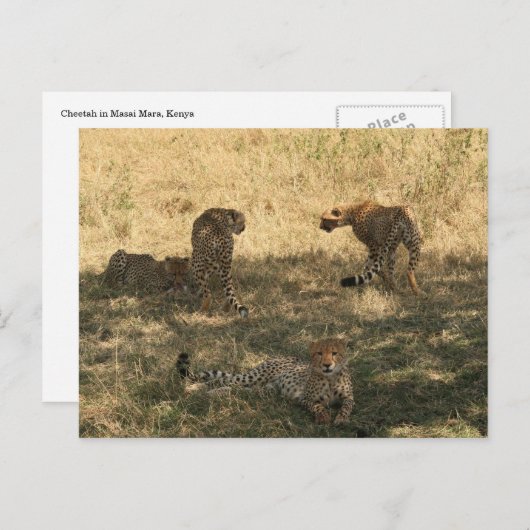 Geparden Postkarte (Vorne/Hinten)