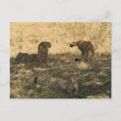 Geparden Postkarte (Vorderseite)