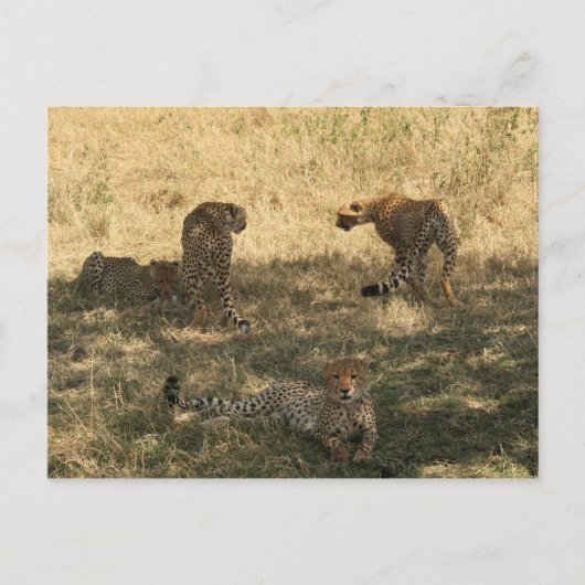 Geparden Postkarte (Vorderseite)