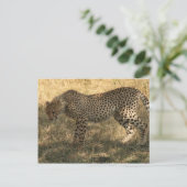 Geparden Postkarte (Stehend Vorderseite)