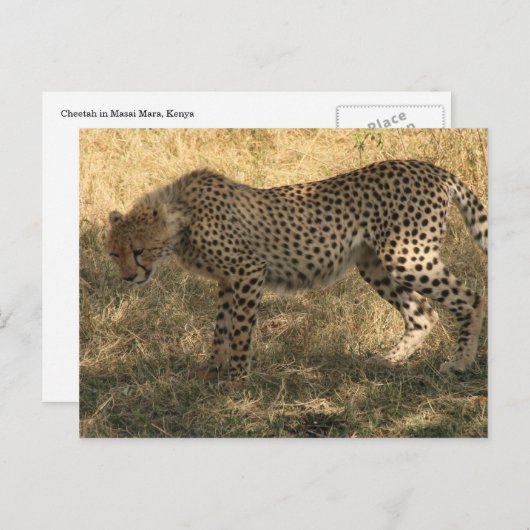Geparden Postkarte (Vorne/Hinten)