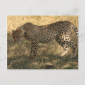 Geparden Postkarte (Vorderseite)