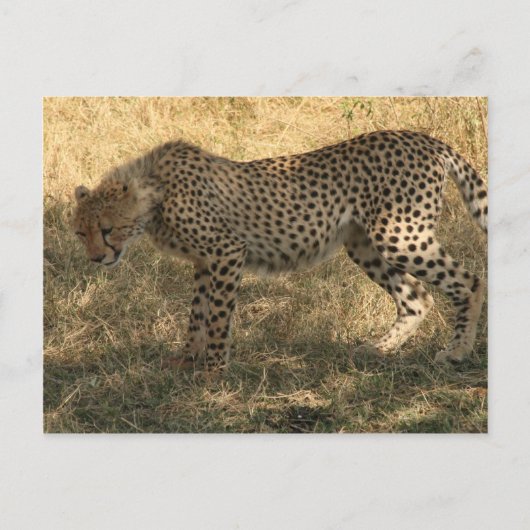 Geparden Postkarte (Vorderseite)