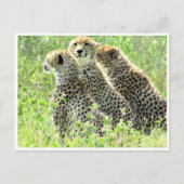 Geparden Postkarte (Vorderseite)