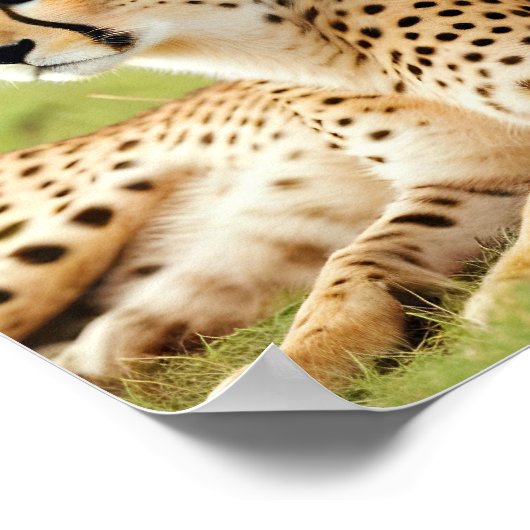 Geparden Tier Natur Wildlife Zuneigung Gekümmert Poster (Ecke)