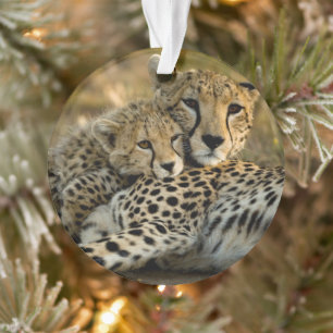 Gepardenjunges kuschelt mit seiner Mutter Ornament