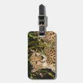 Gepardphotographie Gepäckanhänger (Vorderseite vertikal)
