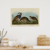 geplumpfte und dickbeinige Partridge Poster (Küche)