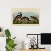geplumpfte und dickbeinige Partridge Poster (Heimbüro)