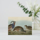geplumpfte und dickbeinige Partridge Postkarte (Stehend Vorderseite)