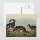 geplumpfte und dickbeinige Partridge Postkarte (Vorne/Hinten)