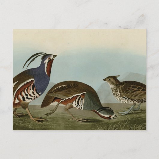 geplumpfte und dickbeinige Partridge Postkarte (Vorderseite)