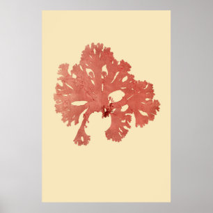 Gepresstes Meerespflanze-Vorlagen-Drittel von vier Poster