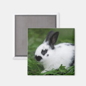 Gepunktet Bunny Magnet (Vorderseite/Rückseite)