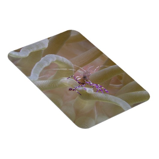 Gepunktet Cleaner Shrimp Magnet (Rechte Seite)