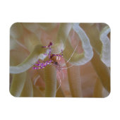 Gepunktet Cleaner Shrimp Magnet (Horizontal)