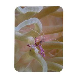 Gepunktet Cleaner Shrimp Magnet