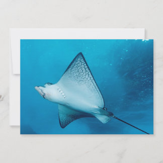 Gepunktet Eagle Ray