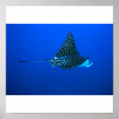Gepunktet Eagle Ray, Belize 2006 Poster (Vorne)