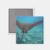 Gepunktet Eagle Ray Magnet (Vorderseite/Rückseite)