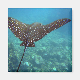 Gepunktet Eagle Ray Magnet
