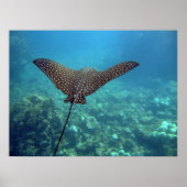 Gepunktet Eagle Ray Poster (Vorne)