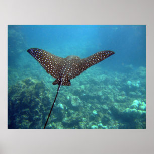 Gepunktet Eagle Ray Poster