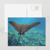 Gepunktet Eagle Ray Postkarte (Vorne/Hinten)