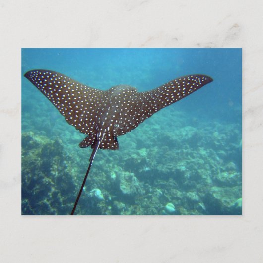 Gepunktet Eagle Ray Postkarte (Vorderseite)