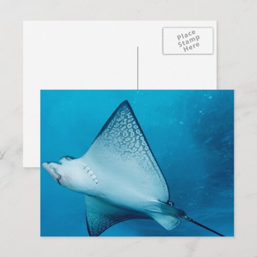 Gepunktet Eagle Ray Postkarte (Vorne/Hinten)