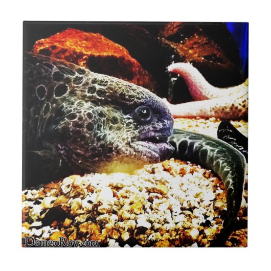 Gepunktet Eel Fliese (Vorderseite)