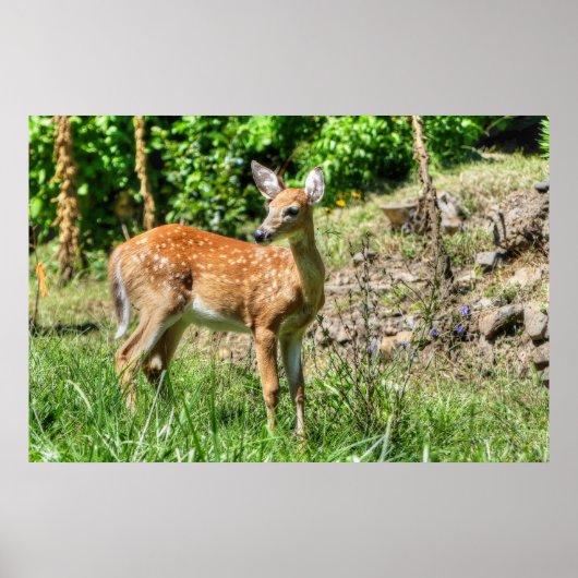 Gepunktet Fawn Poster (Vorne)