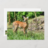 Gepunktet Fawn Postkarte (Vorne/Hinten)