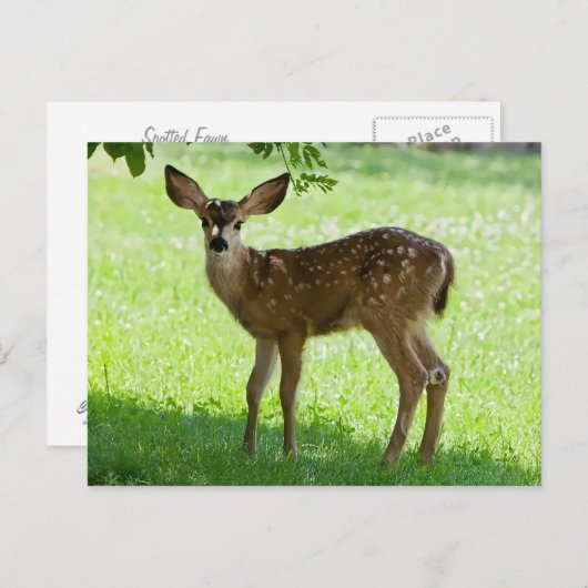 GEPUNKTET FAWN POSTKARTE (Vorne/Hinten)