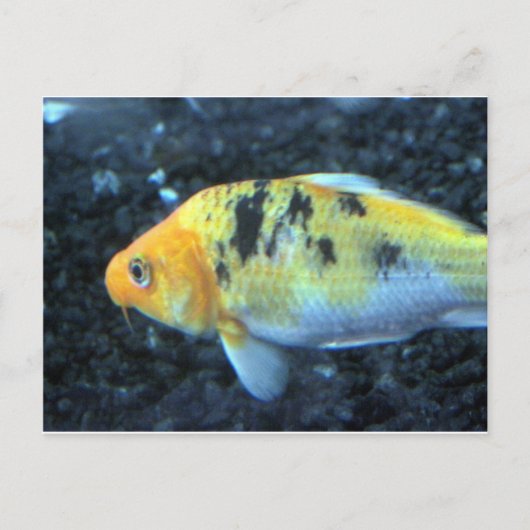 Gepunktet Goldfish Postkarte (Vorderseite)