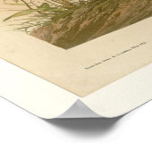 Gepunktet Grous Poster (Ecke)