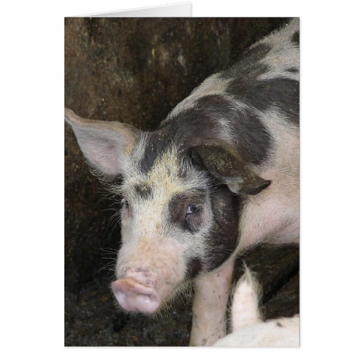 Gepunktet-Hog-Jeden Anlaß (Vorne)