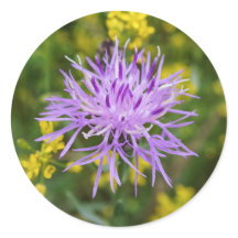 Gepunktet Knapweed Lila Wildblume Rundkleber