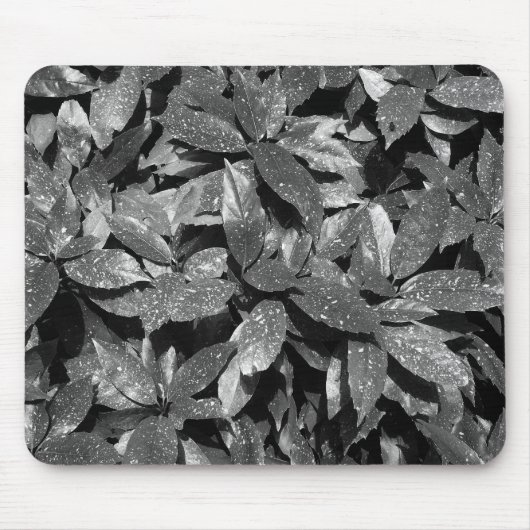 Gepunktet Laurel, Aucuba Japonica - B/W Mousepad (Vorne)