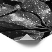 Gepunktet Laurel, Aucuba Japonica - B/W Poster (Ecke)